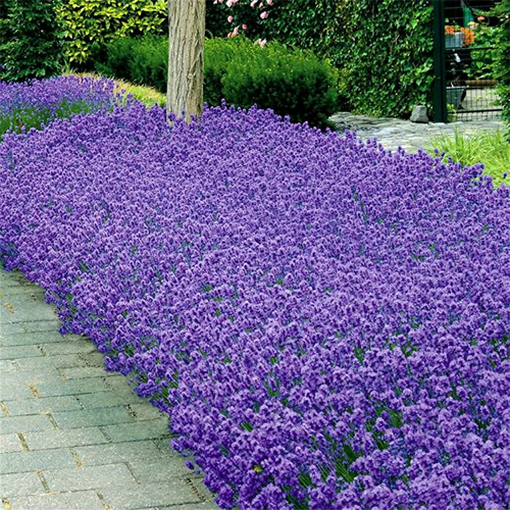 LAVENDER - Munstead - Lavandula angustifolia