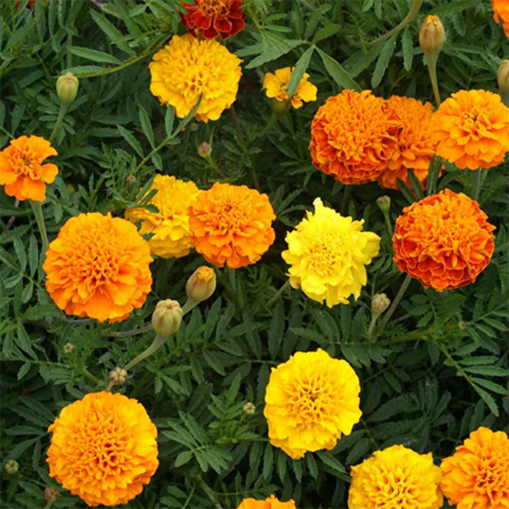 MARIGOLD   - Sparky Mix  - Tagetes patula