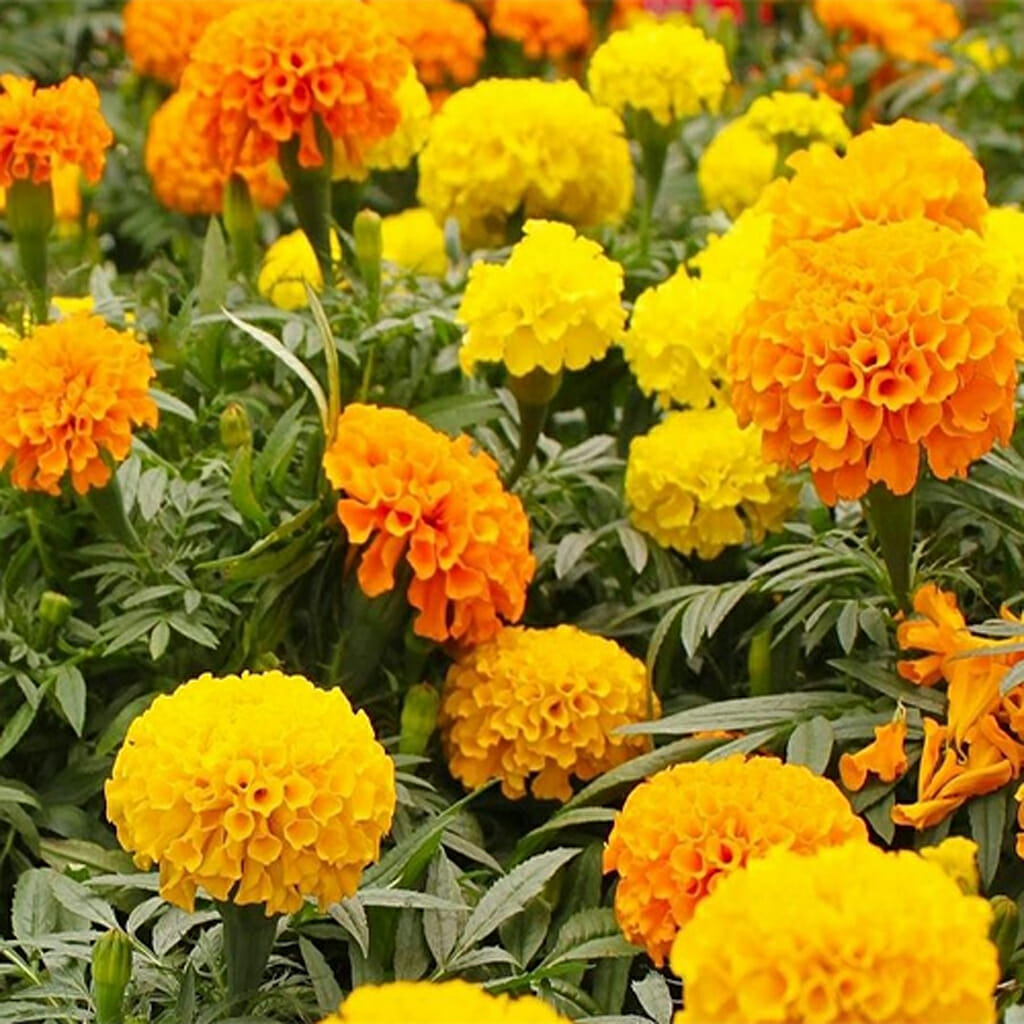 MARIGOLD - Crackerjack - Tagetes erecta