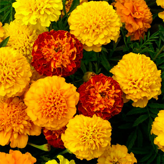 MARIGOLD  - Petite Mix  - Tagetes patula