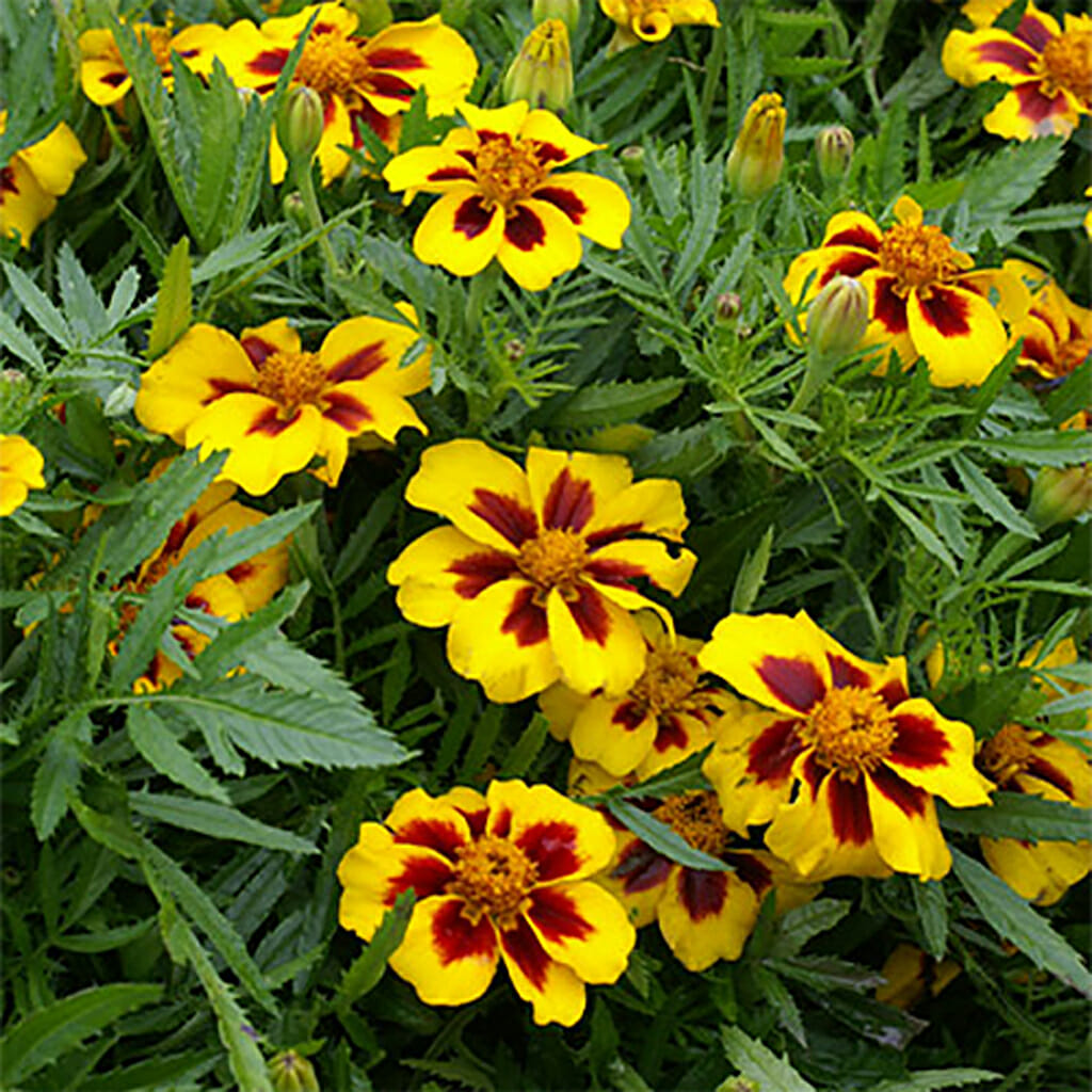 MARIGOLD - Dainty Marietta - Tagetes patula