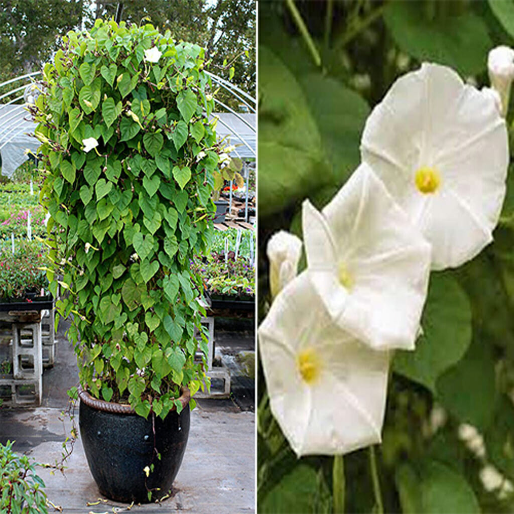 MORNING GLORY - White - Ipomoea alba
