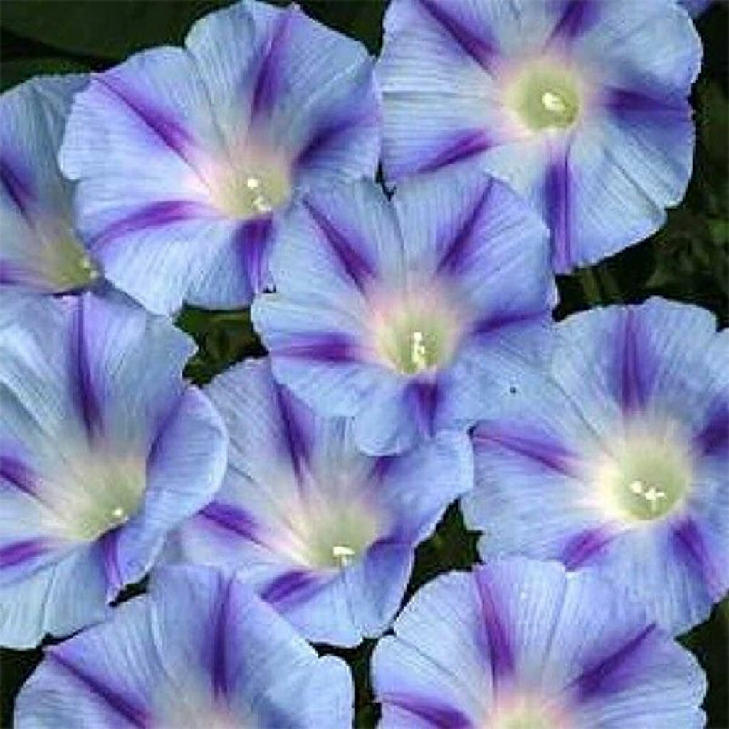 MORNING GLORY - Blue Star - Ipomoea tricolor