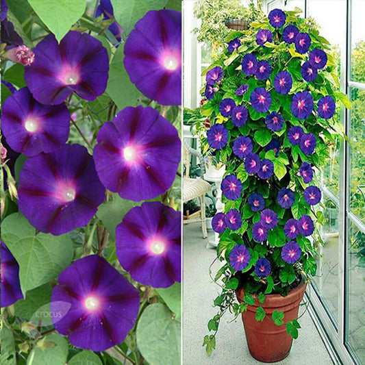 MORNING GLORY - Grandpa Ott  - Ipomoea purpurea