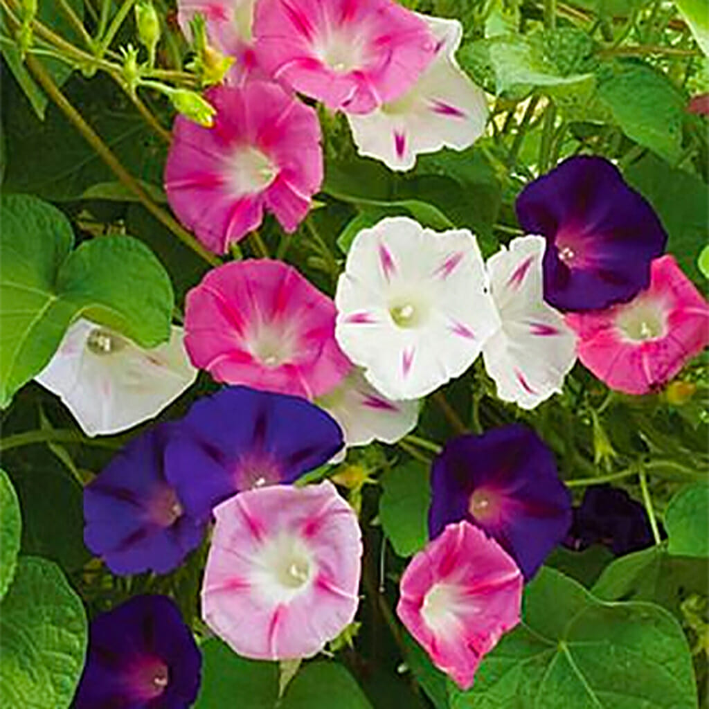 MORNING GLORY - Tall Mixed - Ipomoea purpurea