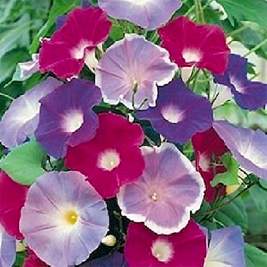 MORNING GLORY - Early Call Mix - Ipomoea purpurea