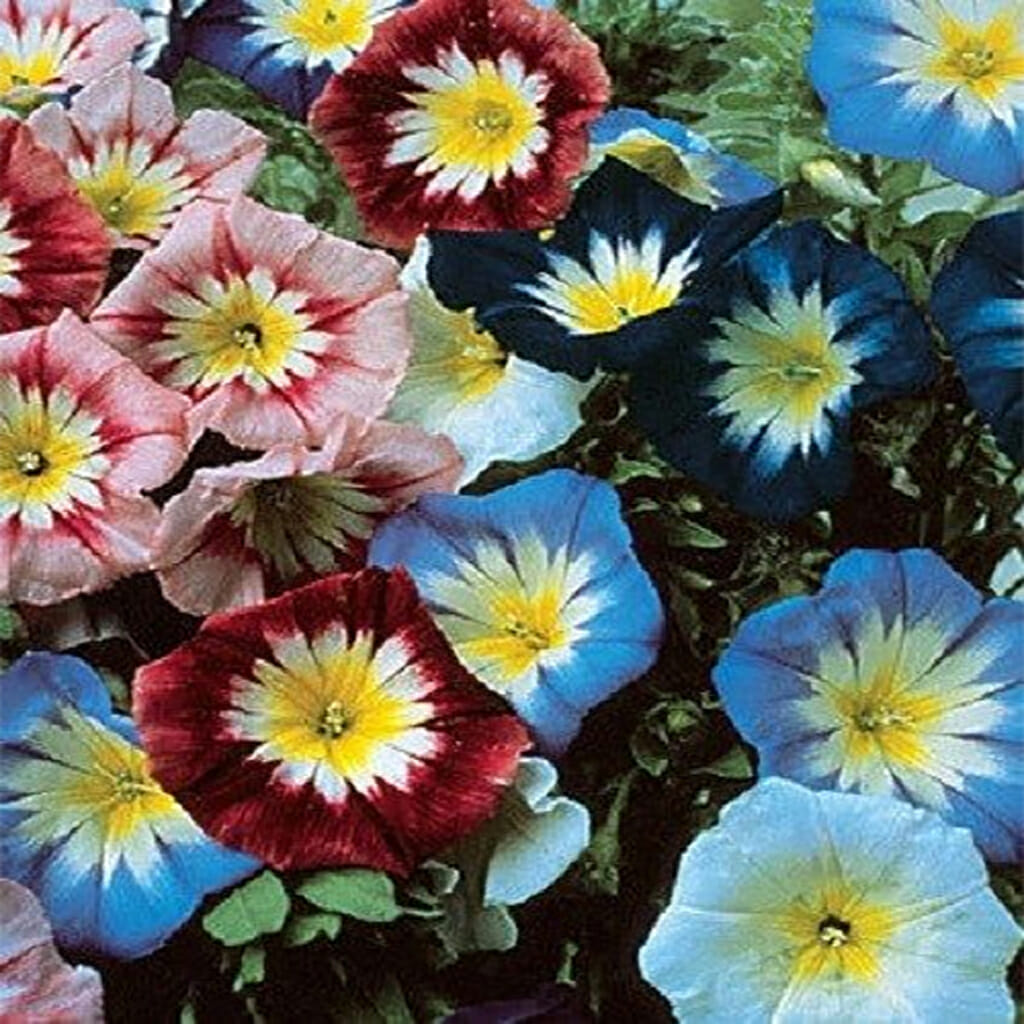 MORNING GLORY - Dwarf Mix - Convolvulus tricolor minor