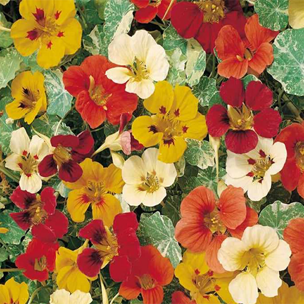 NASTURTIUM - Jewel Mix - Tropaeolum nanum