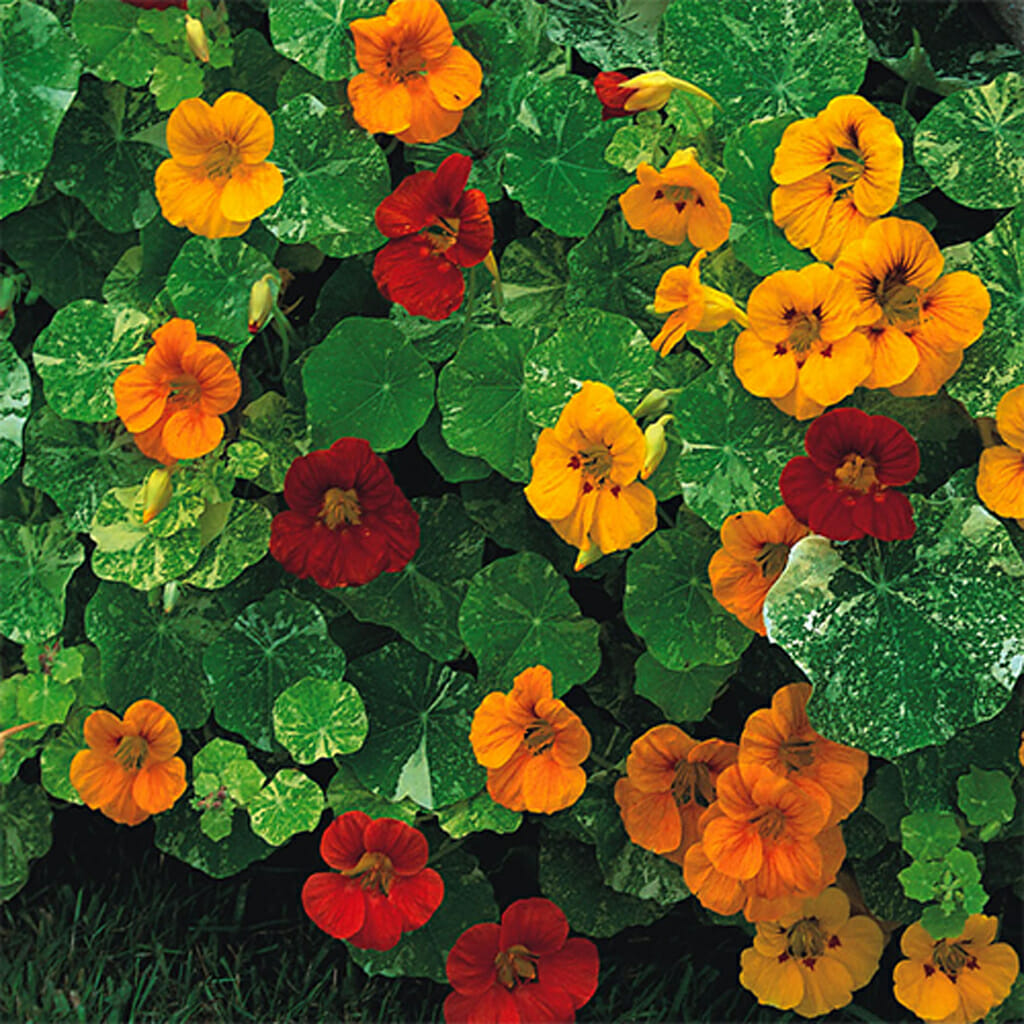 NASTURTIUM - Tom Thumb - Tropaeolum nanum