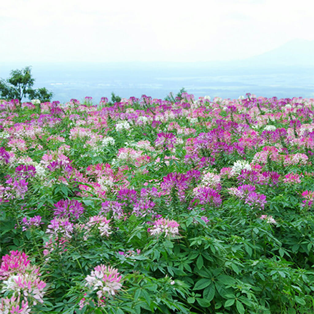 SPIDER PLANT - - Cleome hassleriana