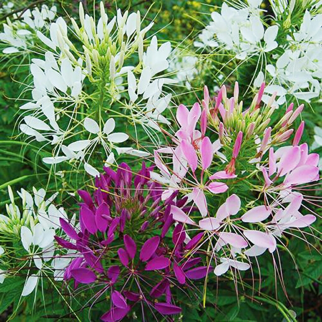 DAMES ROCKET FLOWER - - Hesperis matronalis
