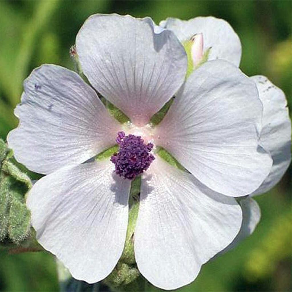 MARSH MALLOW FLOWER - - Althaea officinalis