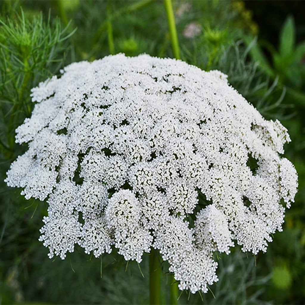 BISHOPS LACE - - Ammi majus