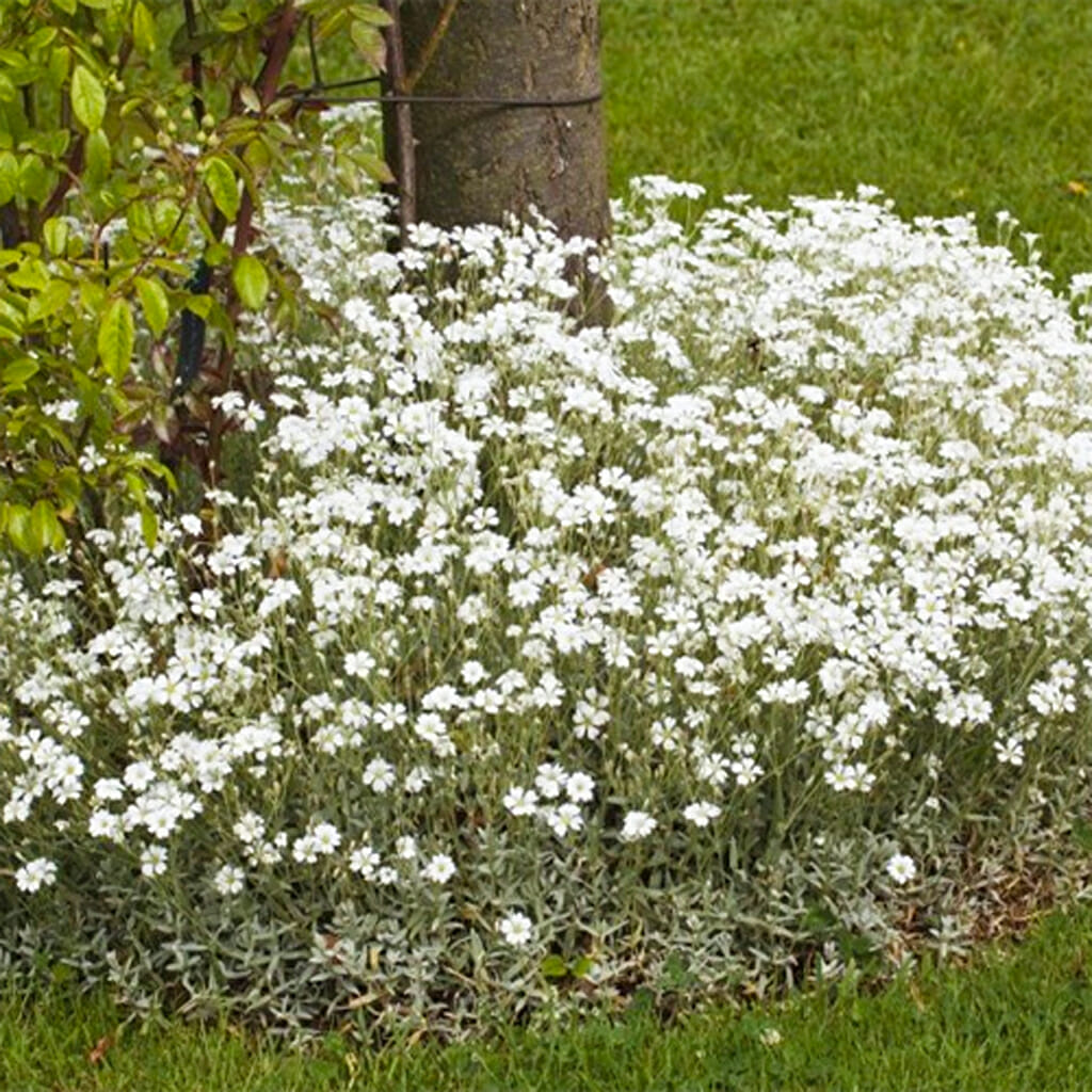 SNOW IN SUMMER - - Cerastium biebersteinii