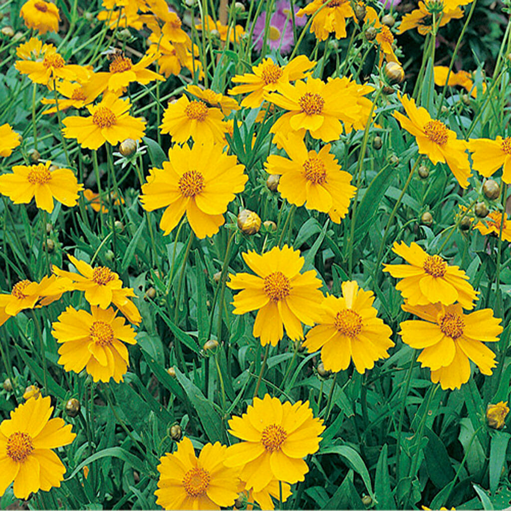 SAND COREOPSIS - - Coreopsis lanceolata