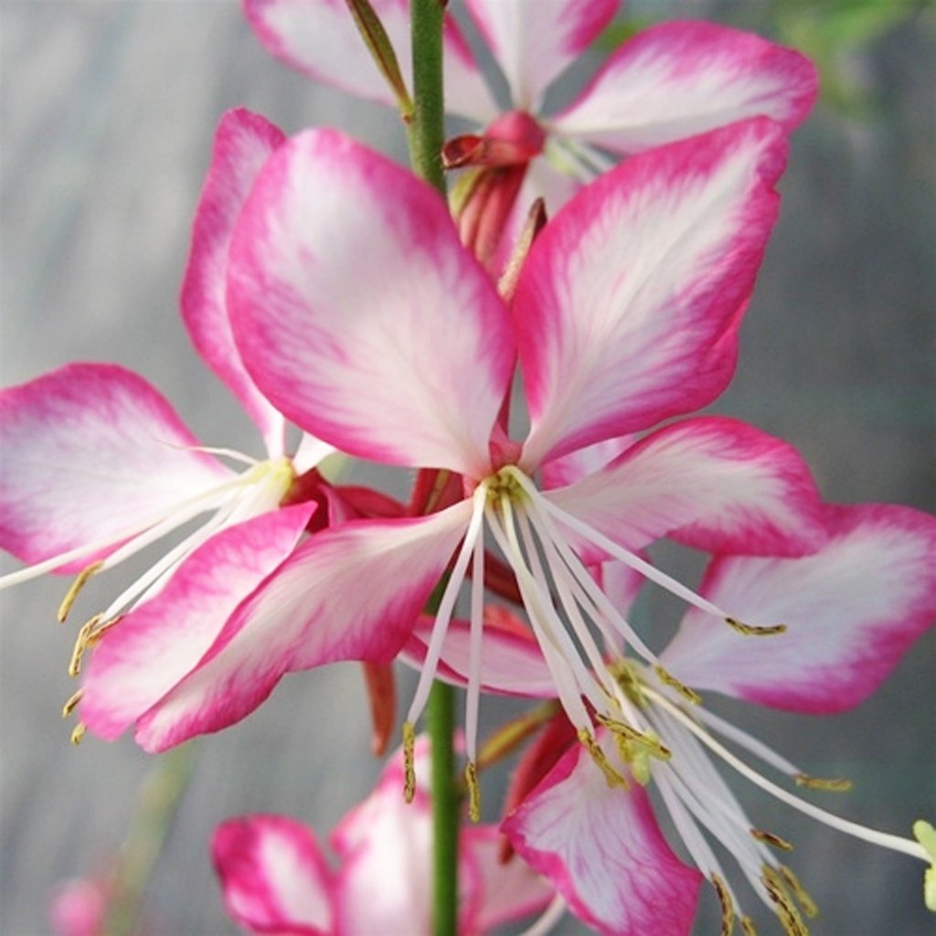 BEE BLOSSOM - - Gaura lindheimeri