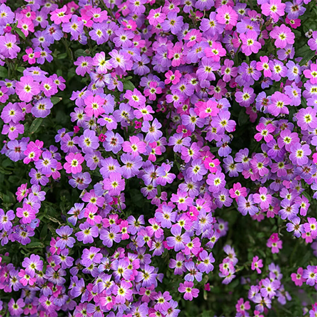 VIRGINIA STOCK -  - Malcolmia maritima