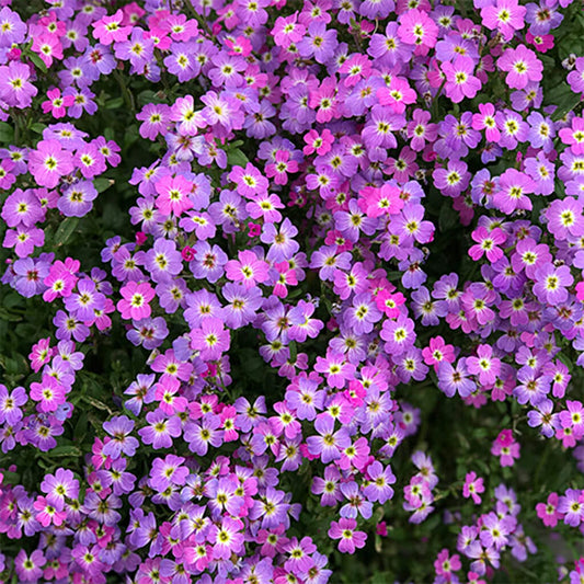 VIRGINIA STOCK -  - Malcolmia maritima