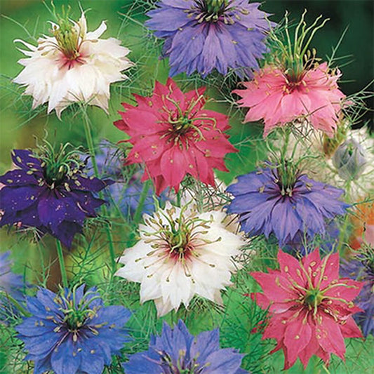 LOVE IN A MIST -  - Nigella damascena
