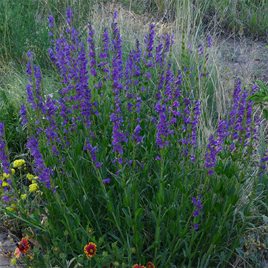 ROCKY MOUNTAIN PENSTEMEN - - Penstemon strictus