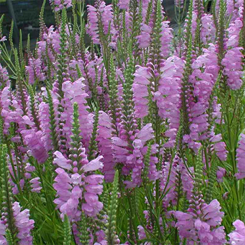 OBEDIENT PLANT -  - Physostegia virginiana