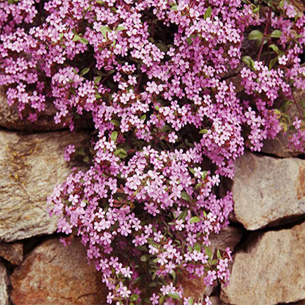SOAPWORT -  - Saponaria ocymoides