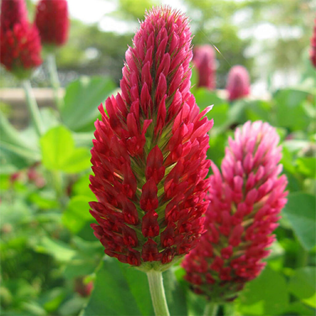 CRIMSON CLOVER -  - Trifolium incarnatum