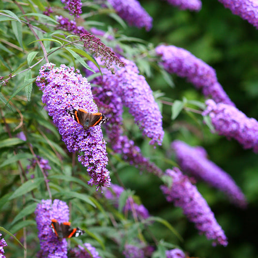 BUTTERFLY BUSH -  - Buddleja davidii