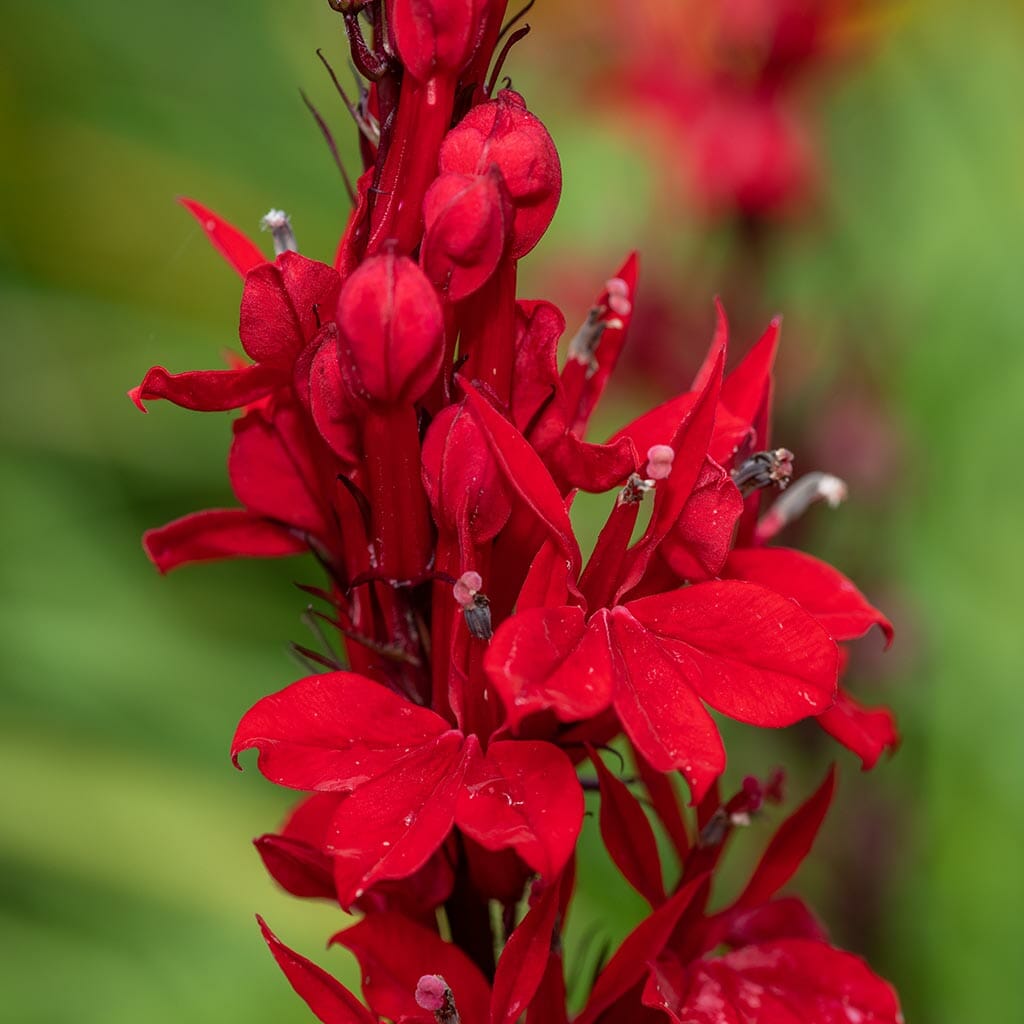 CARDINAL FLOWER - - Lobelia cardinalis