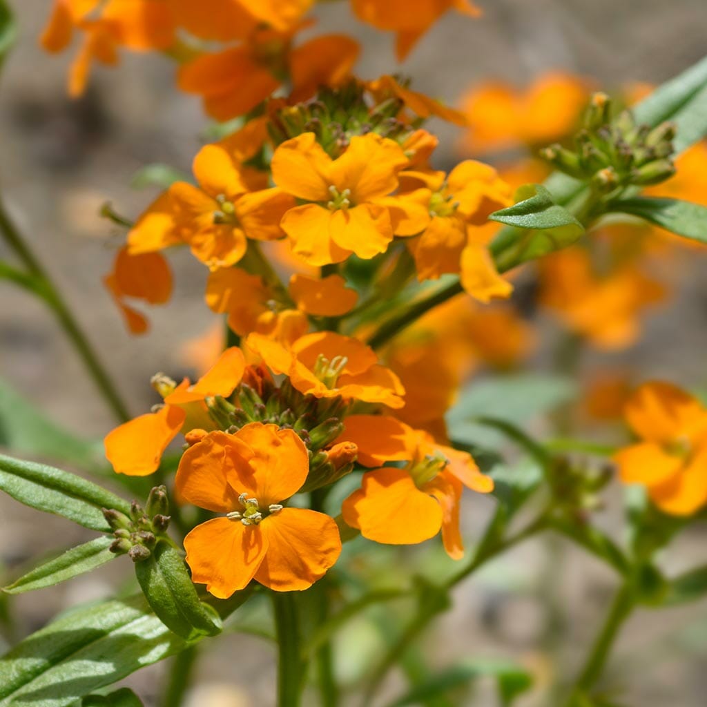 SIBERIAN WALLFLOWER - - Cheiranthus allionii