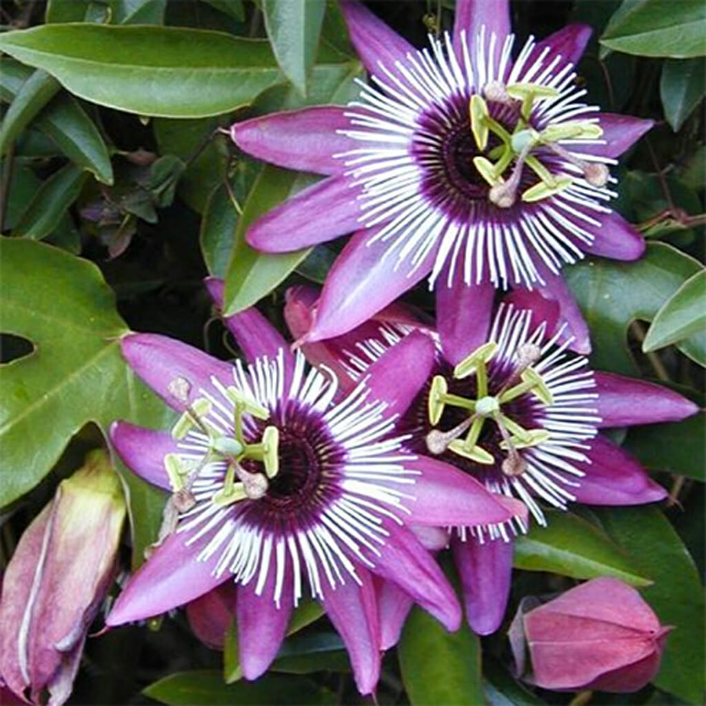 PURPLE PASSION FLOWER - - #