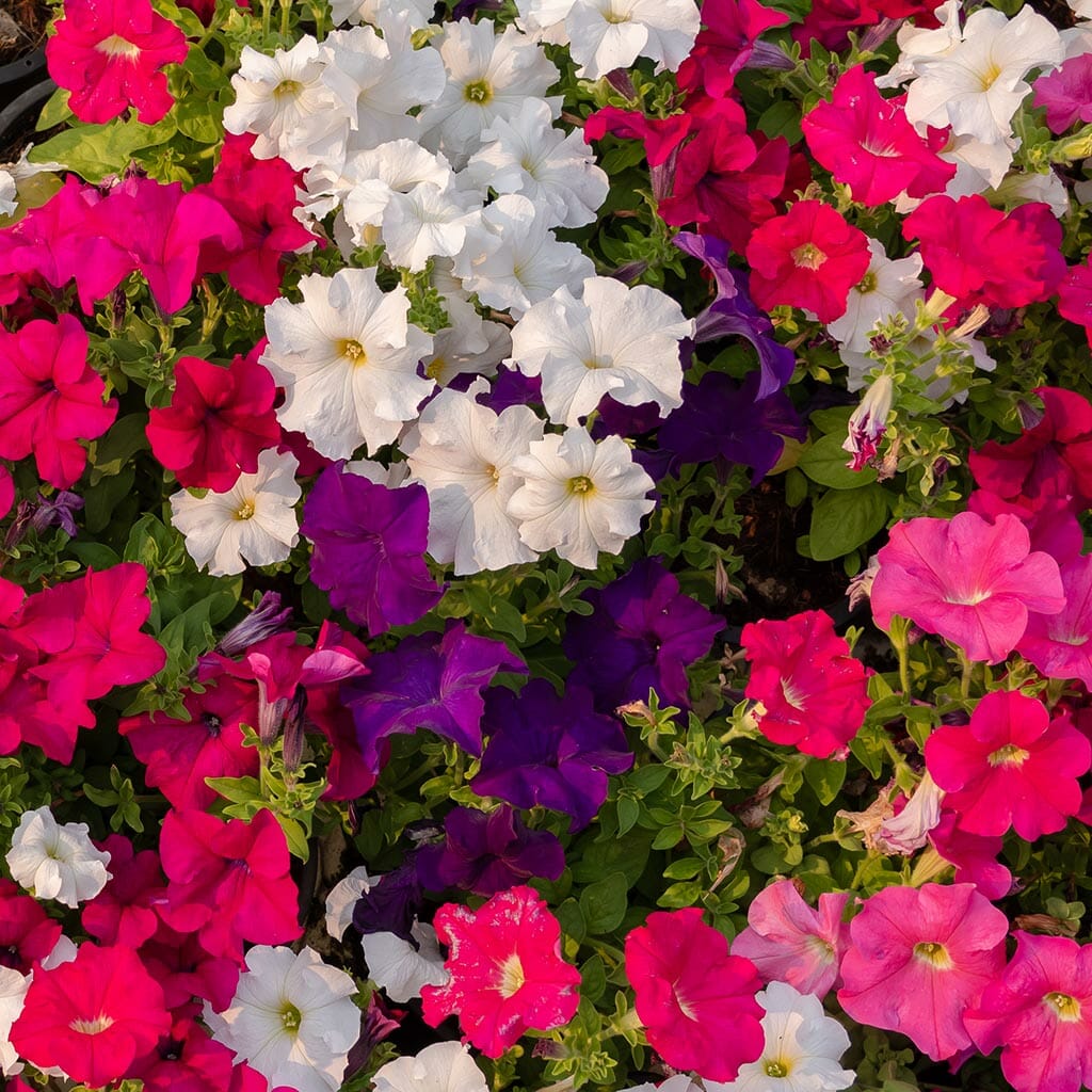 PETUNIA - Dwarf Mix - Petunia nana compacta