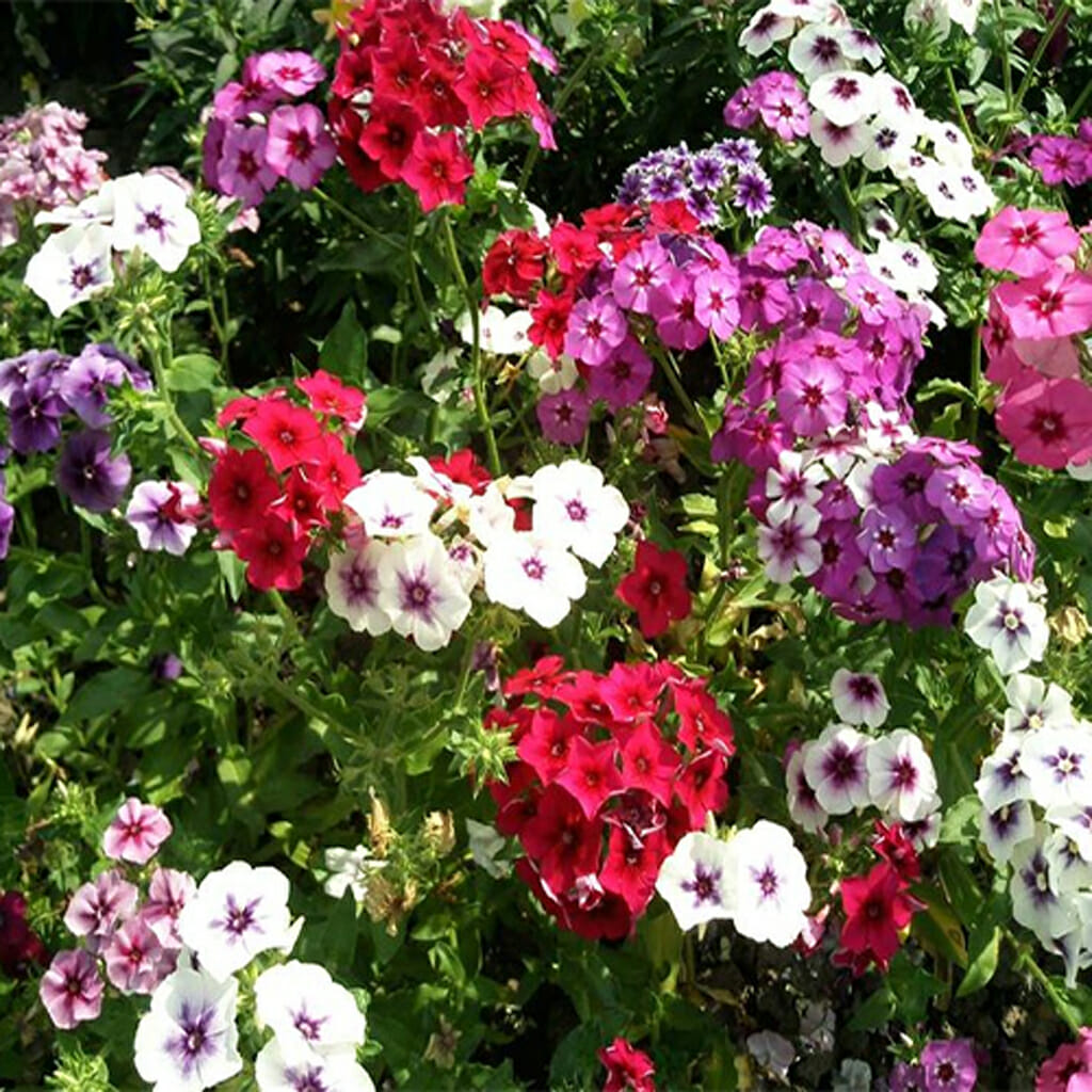 PHLOX - Drummond's - Phlox drummondii