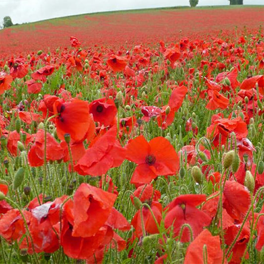 POPPY - Flanders Red  - Papaver rhoeas