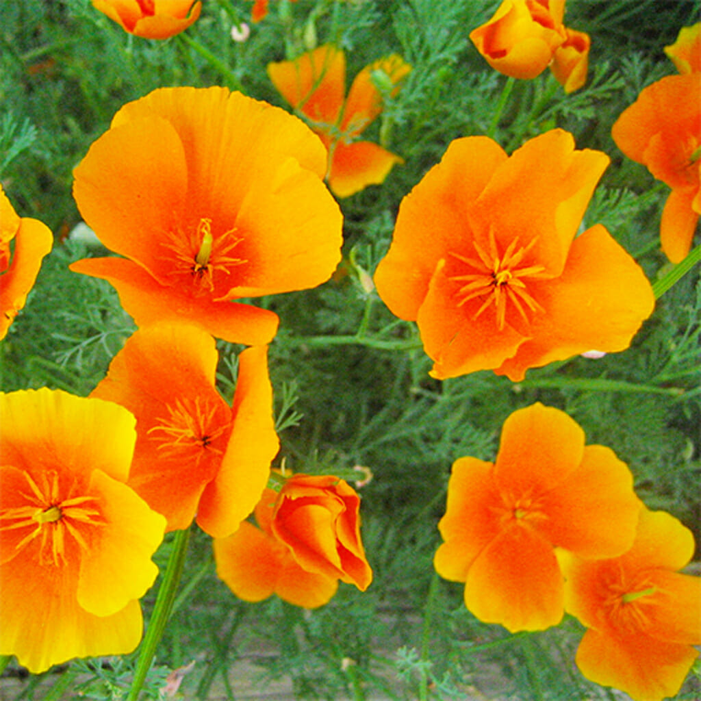 POPPY - Dwarf Californian - Eschscholzia caespitosa