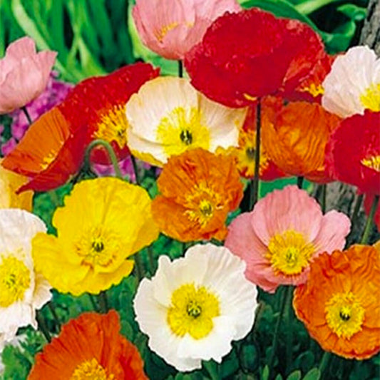 POPPY  - Mixed  - Papaver rhoeas