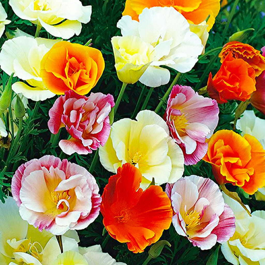 POPPY - Ballerina Mix - Eschscholzia californica