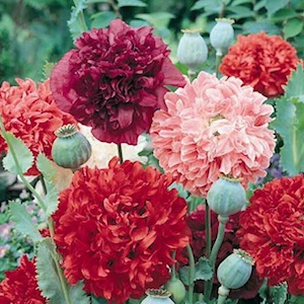 POPPY - Shirley Double Mixed - Papaver paeoniflorum