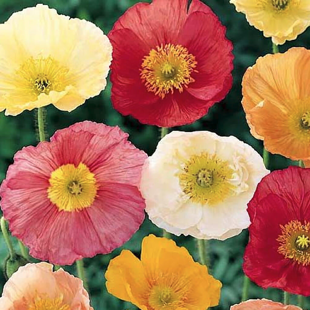 POPPY - Iceland - Papaver nudicaule