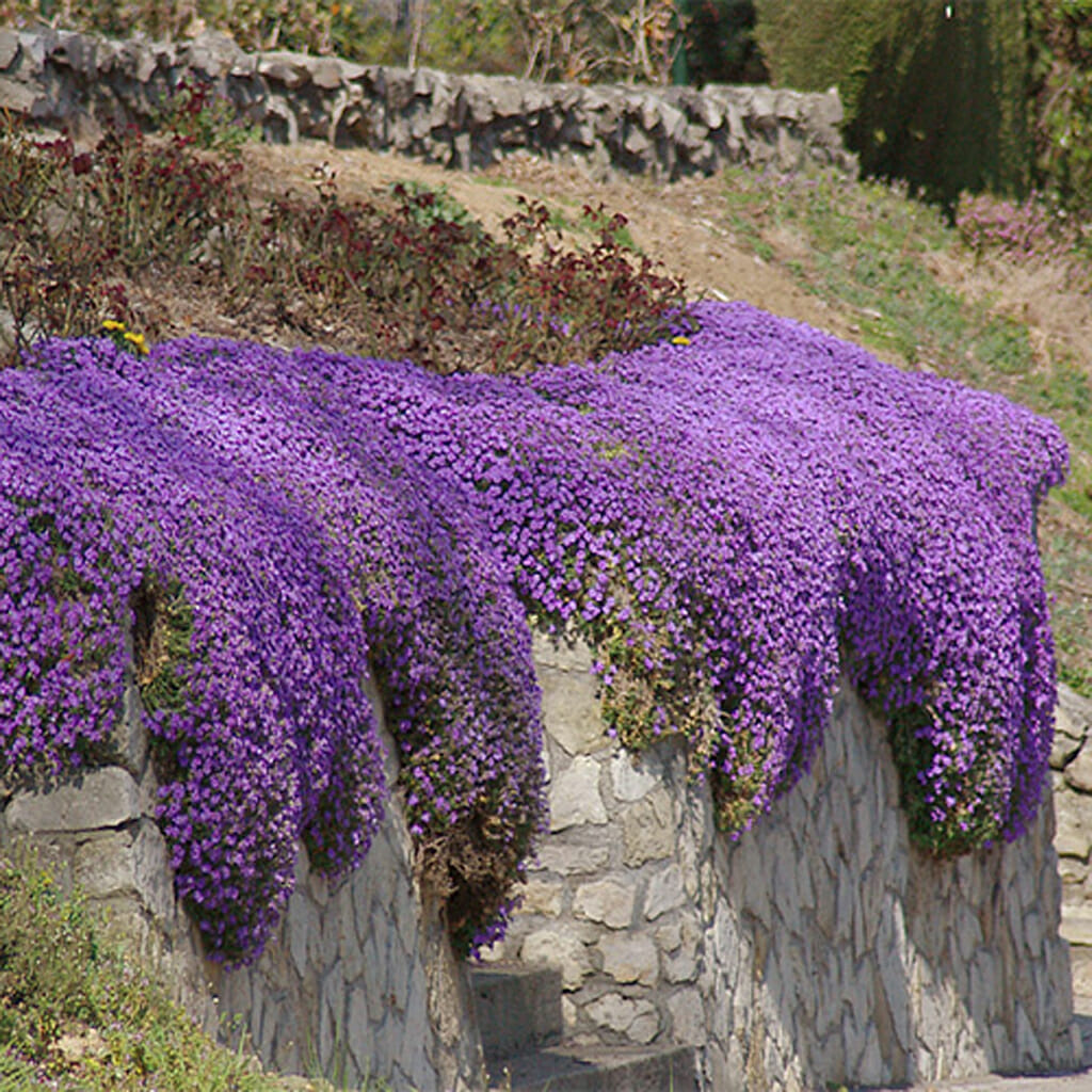 ROCKCRESS - Purple  - Aubrieta deltoidea
