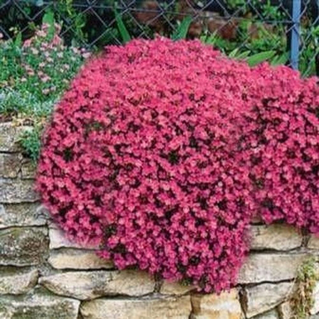 ROCKCRESS - Cascade Red -