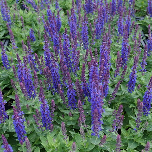 SALVIA  - Blue Sage  - Salvia farinacea