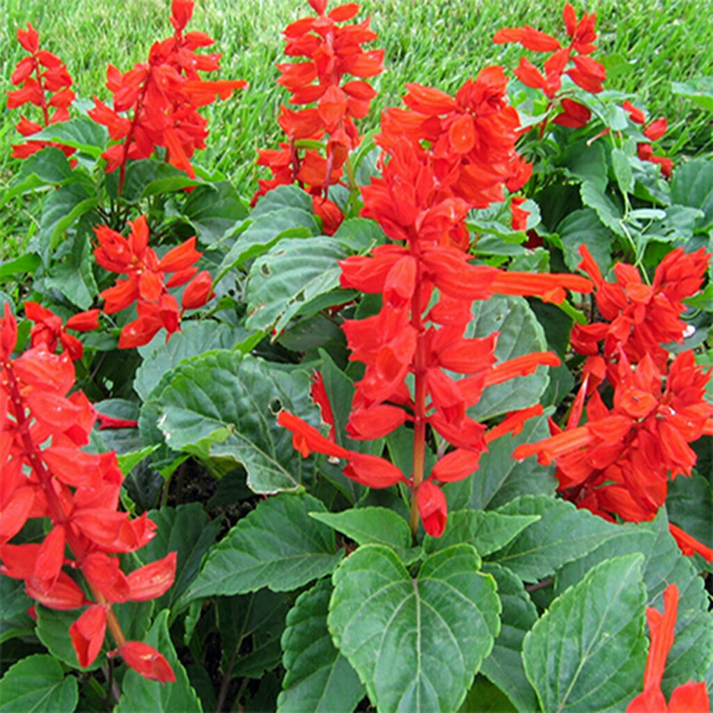 SALVIA - Blood Sage - Salvia coccinea
