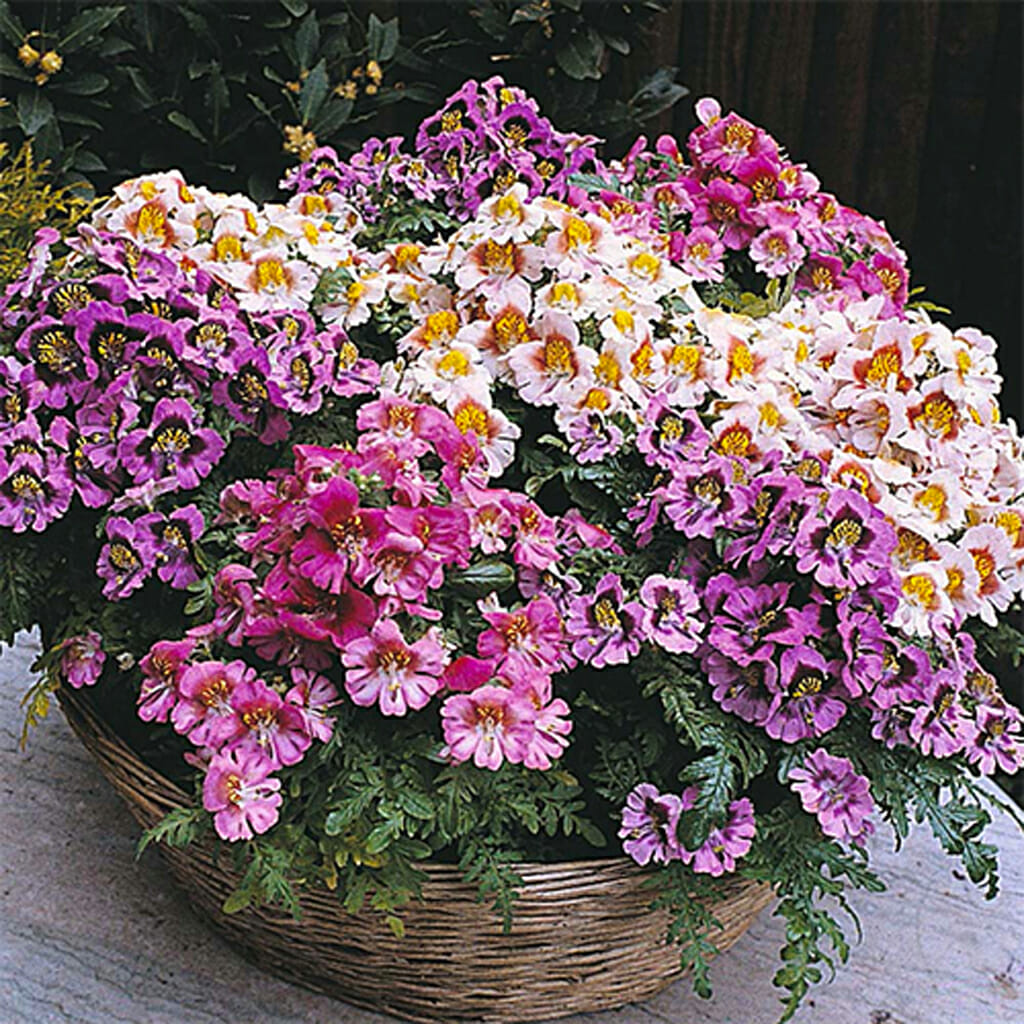 SCHIZANTHUS - Angel Wings Mixed - Schizanthus wisetonensis