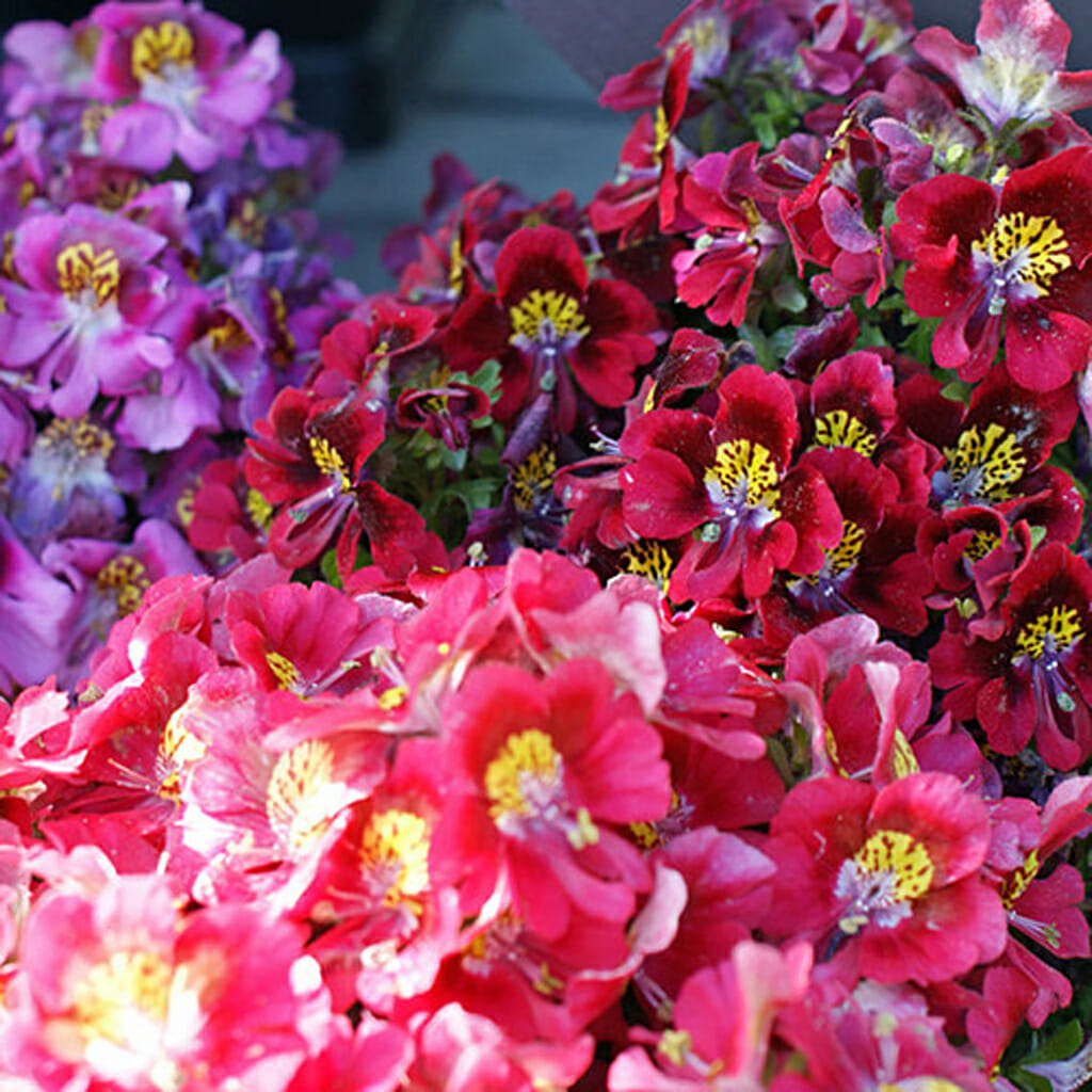 SCHIZANTHUS - Dr Badgers Mixed - Schizanthus wisetonensis