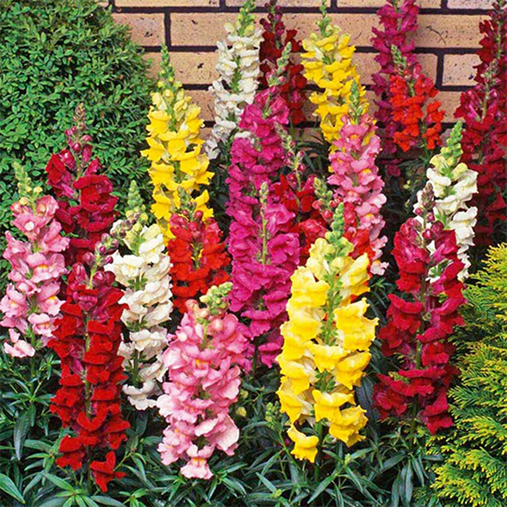 SNAPDRAGON - Tetra Mix - Antirrhinum majus