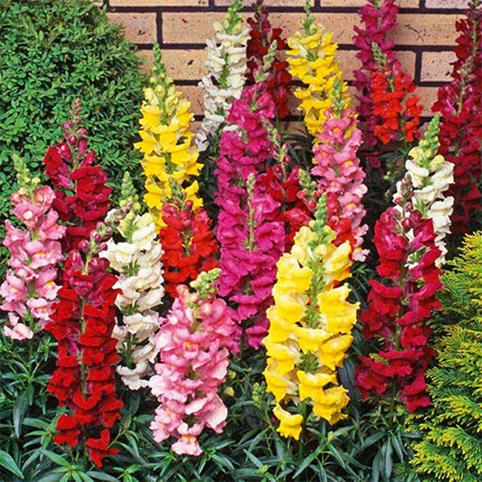 SNAPDRAGON - Tetra Mix  - Antirrhinum majus
