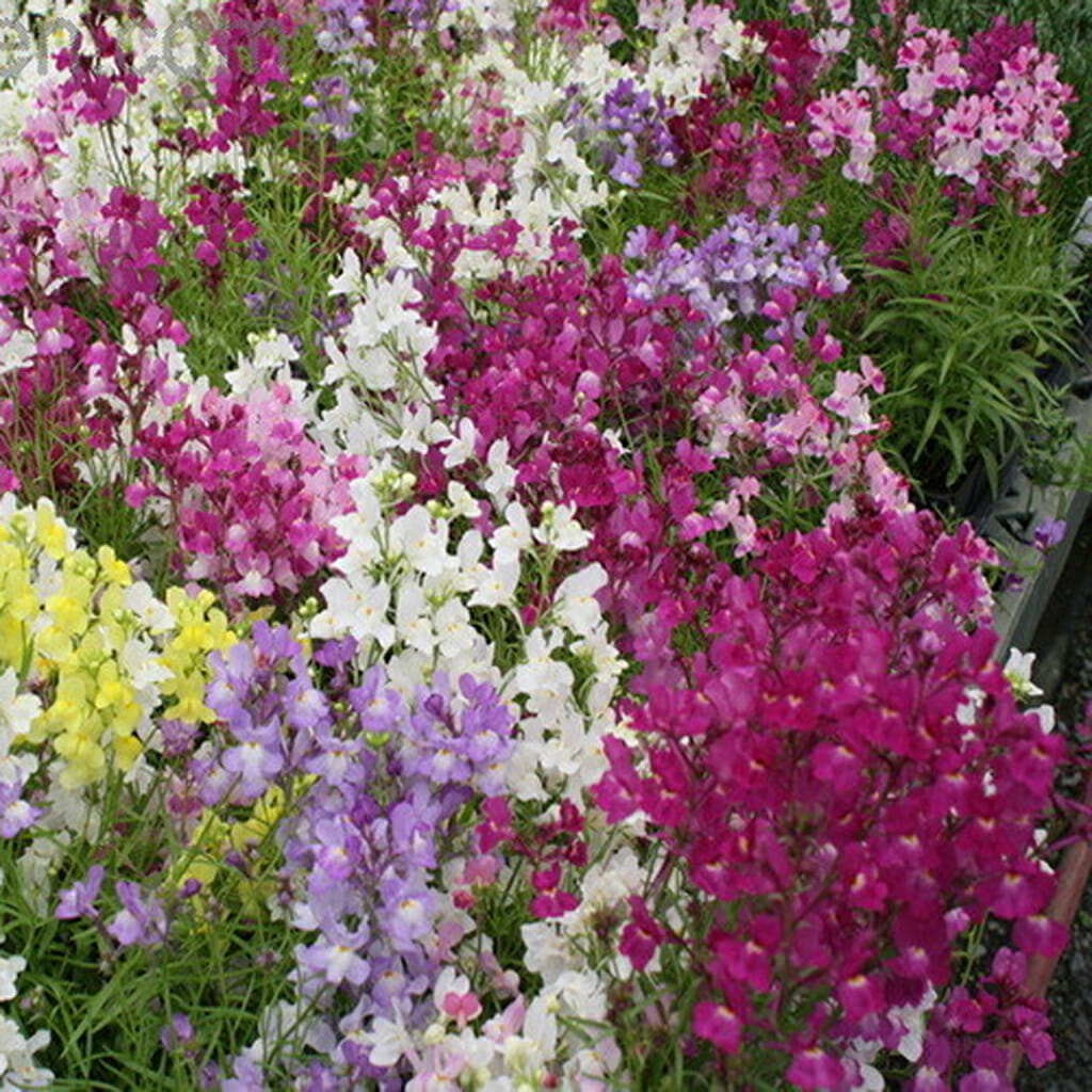 SNAPDRAGON - Fairy Bouquet - Linaria maroccana