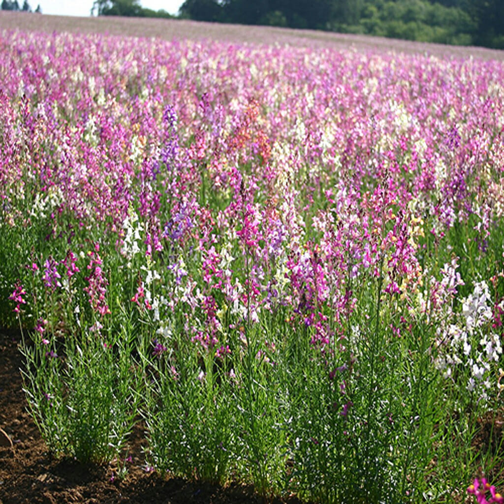 SNAPDRAGON - Tall - Linaria maroccana