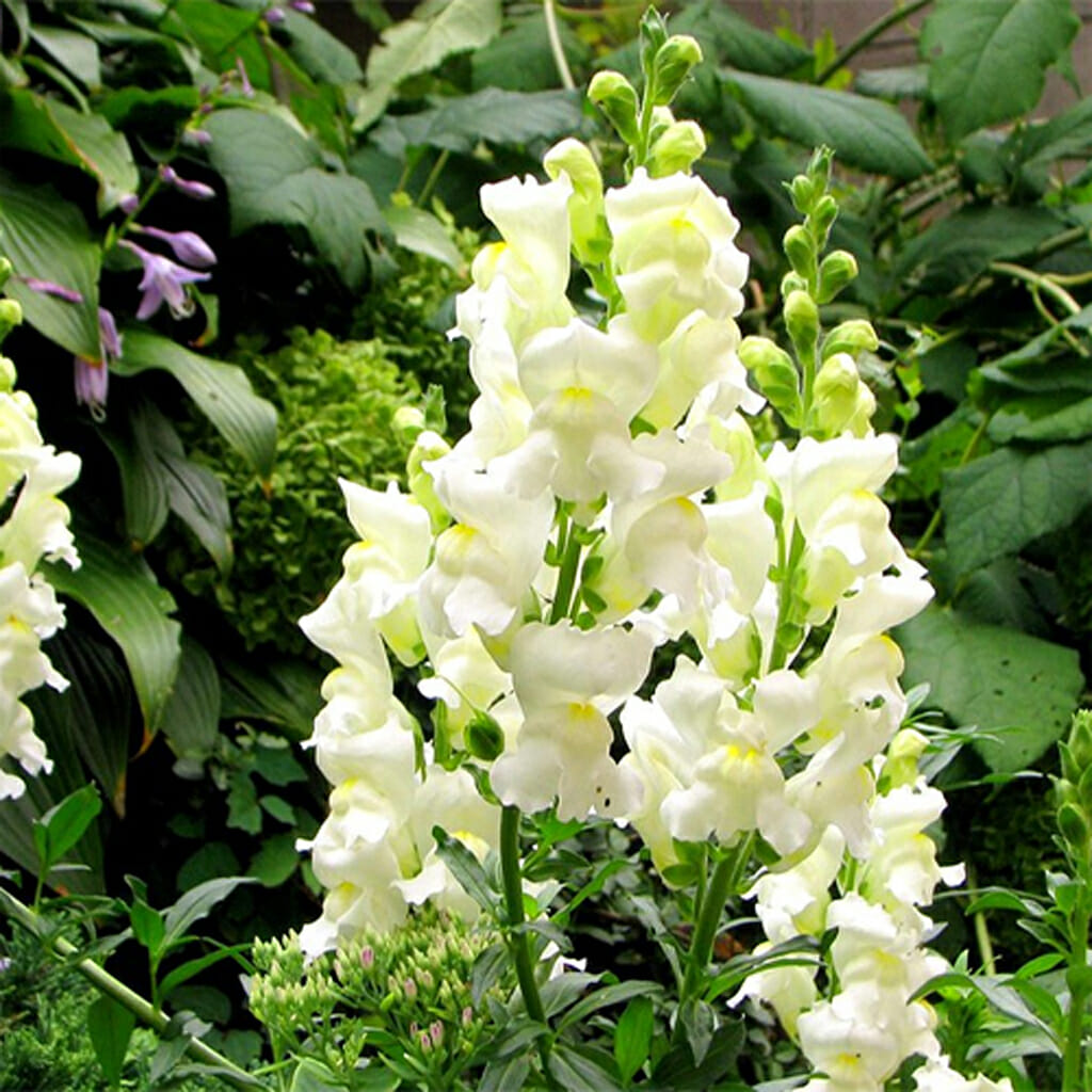 SNAPDRAGON - Snowflake - Antirrhinum majus maximum